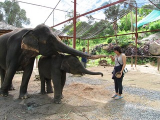 phangantour-elephant.jpg